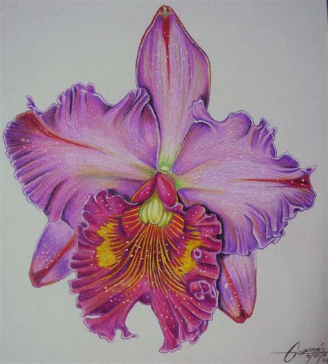 drawings of orchids flowers|orchid flower drawing top view.